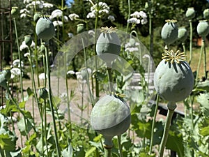Opium poppy / Papaver somniferum / Breadseed poppy, Wintermohn, Schlafmohn, Pavot somnifÃÂ¨re, Adormidera or Pavot ÃÂ  opium photo